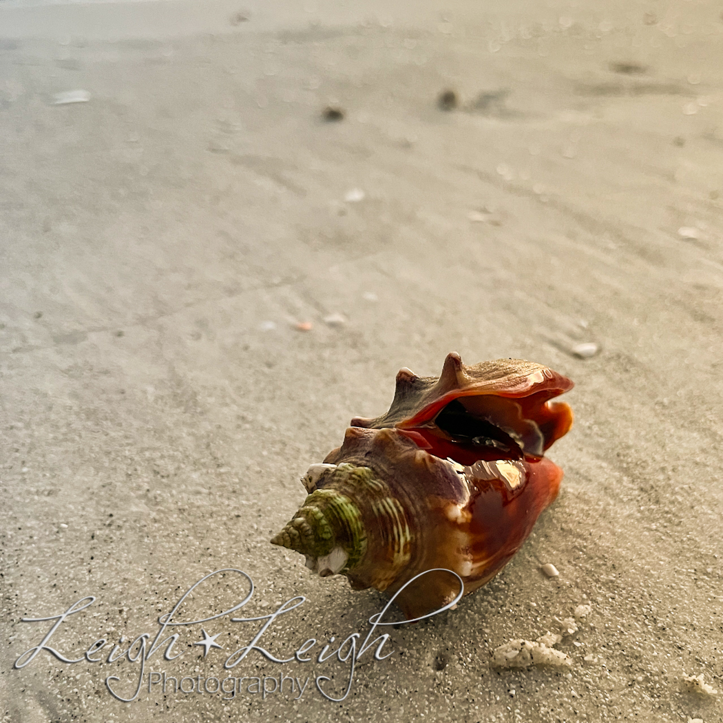 conch shell on beach