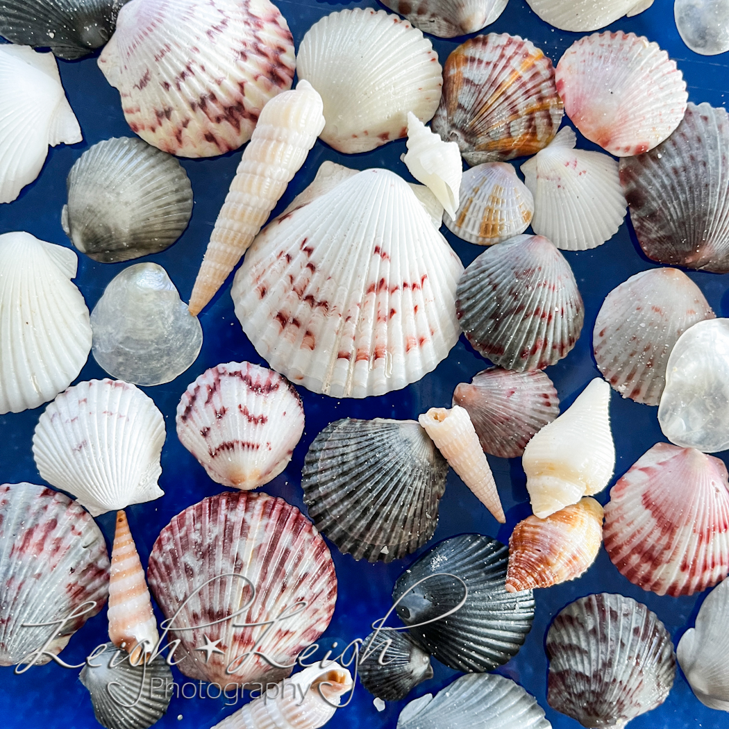 sea shells on table