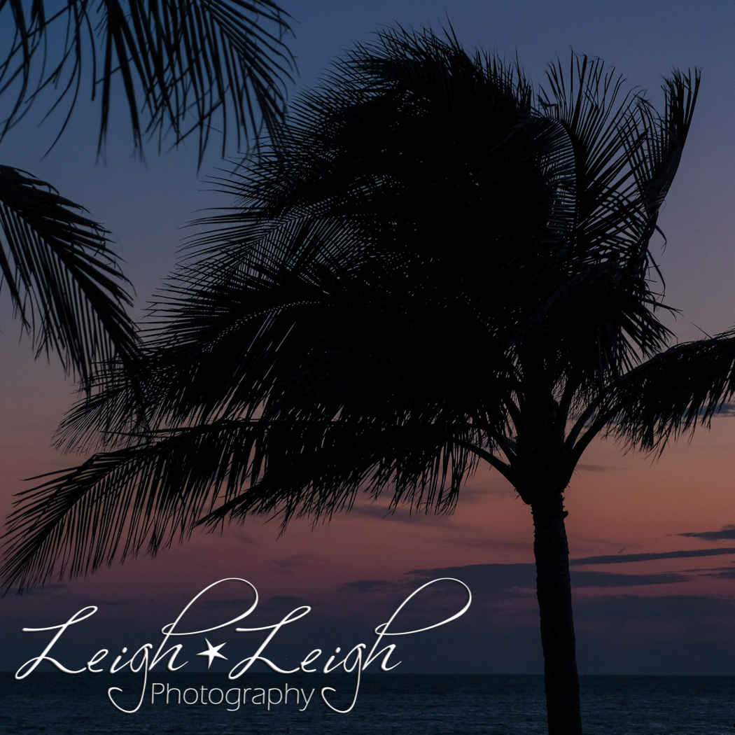 silhouette of palm trees at sunset