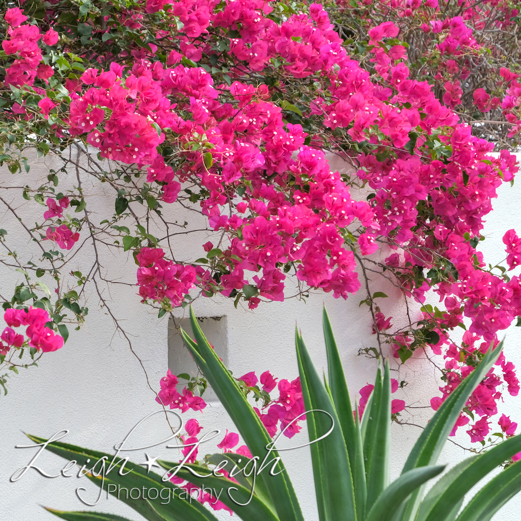 pink flowers against white wall