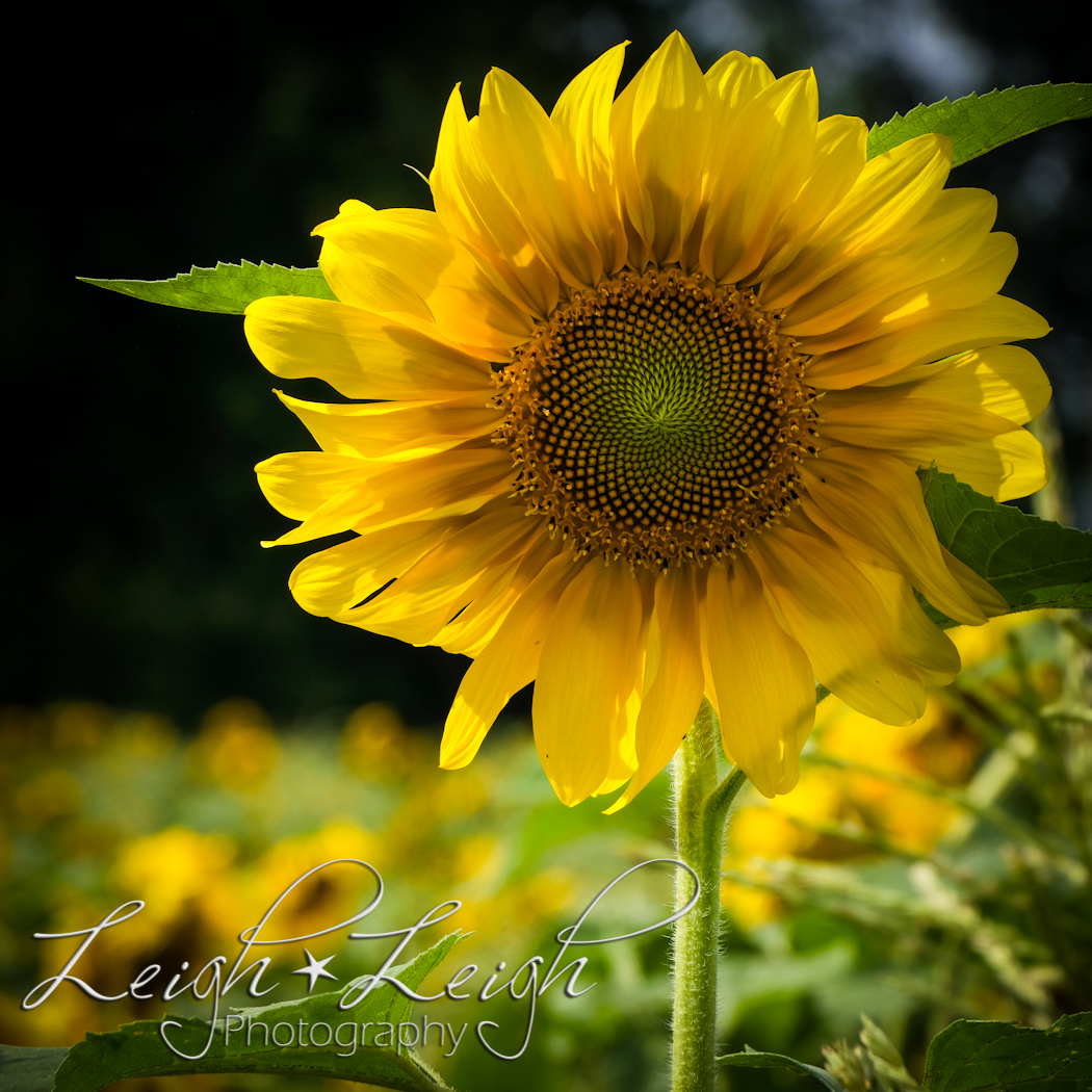 sunflower in a field