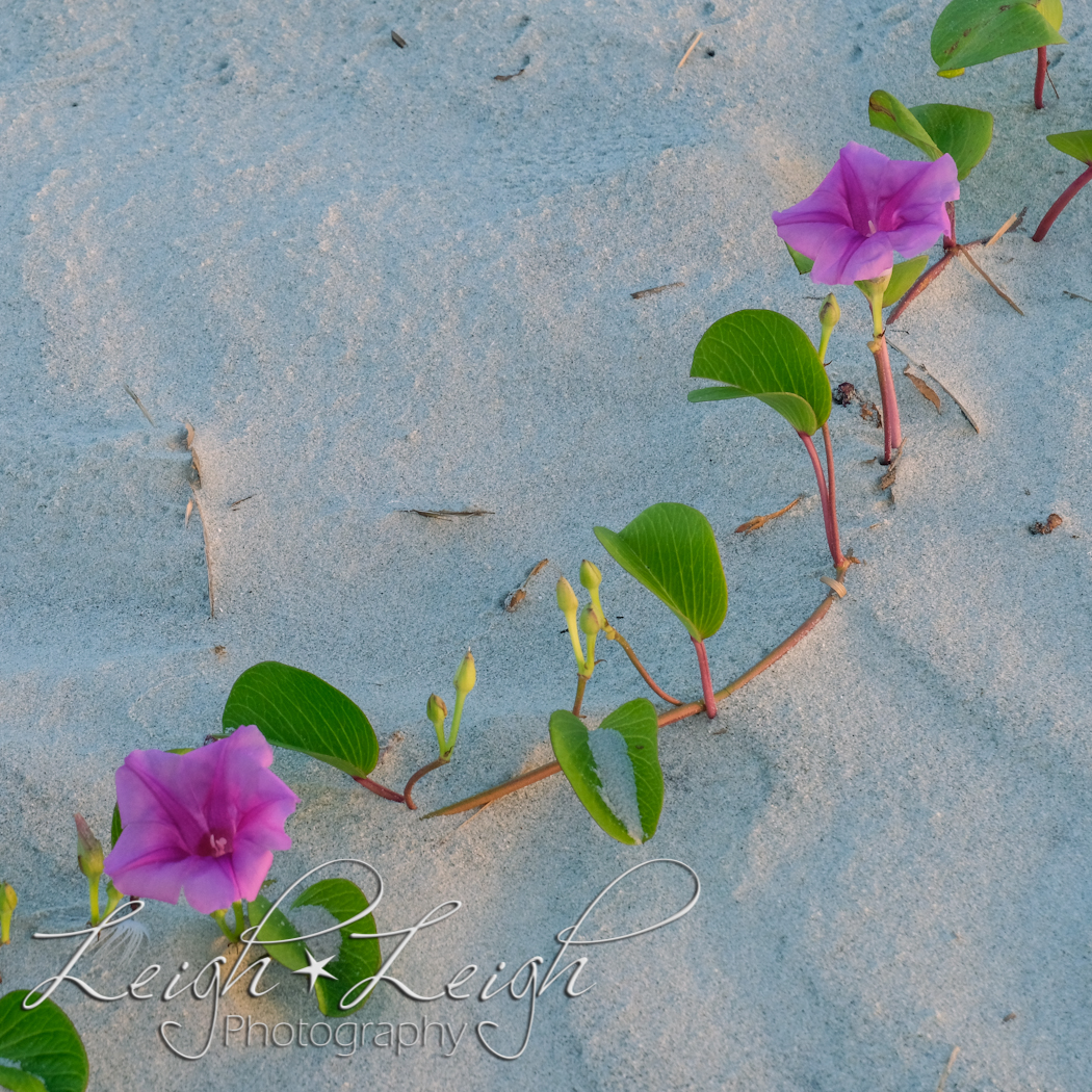 purple flowers on vine