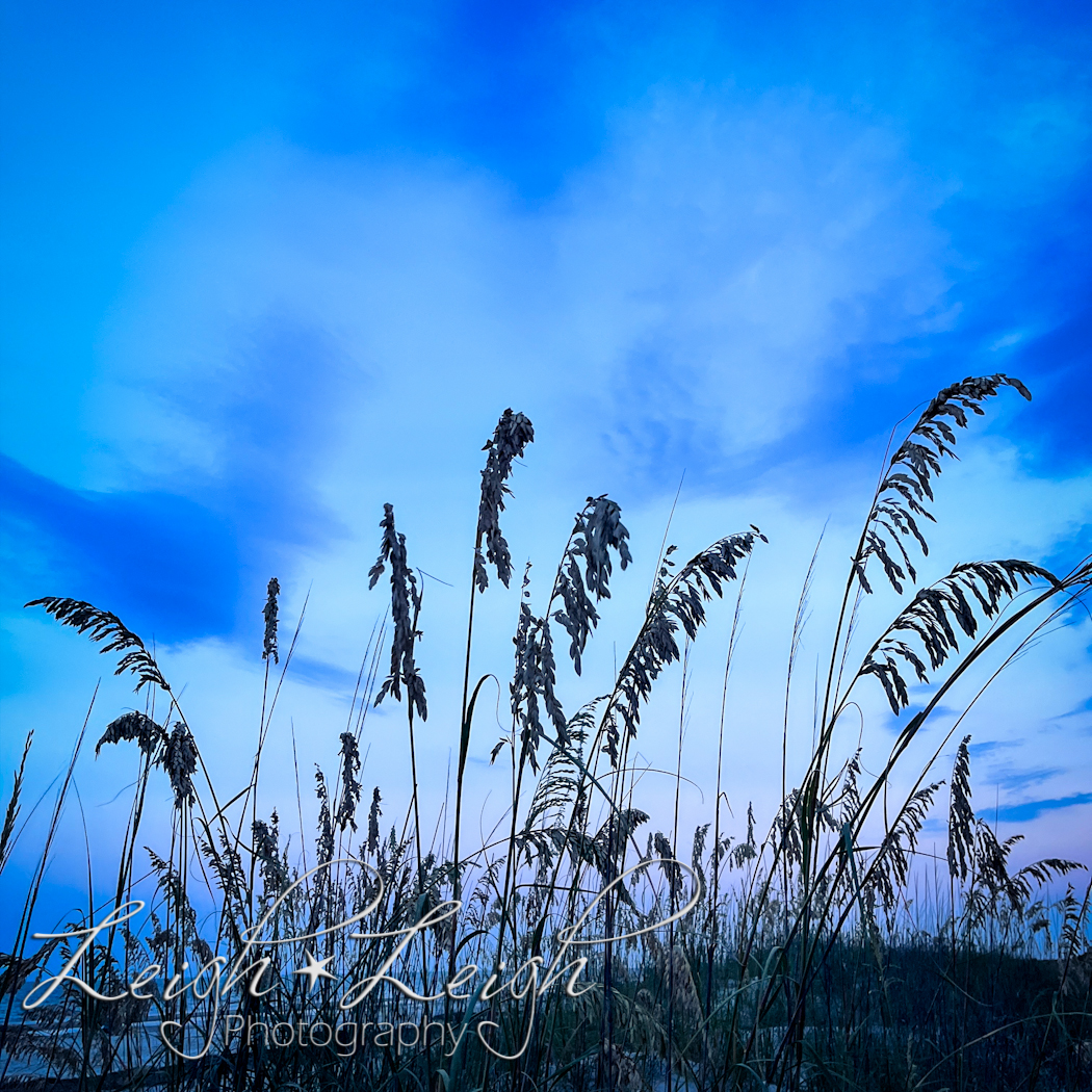 Sand dune with beach grass