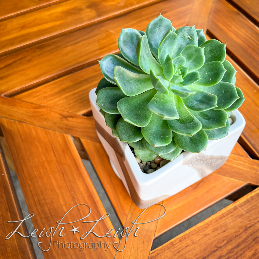 succulent plant sitting on table