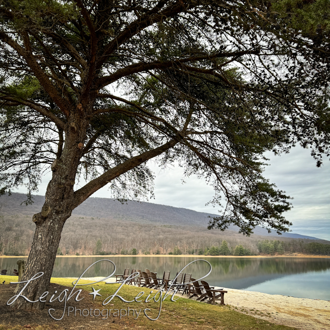 lake view with tree and chairs