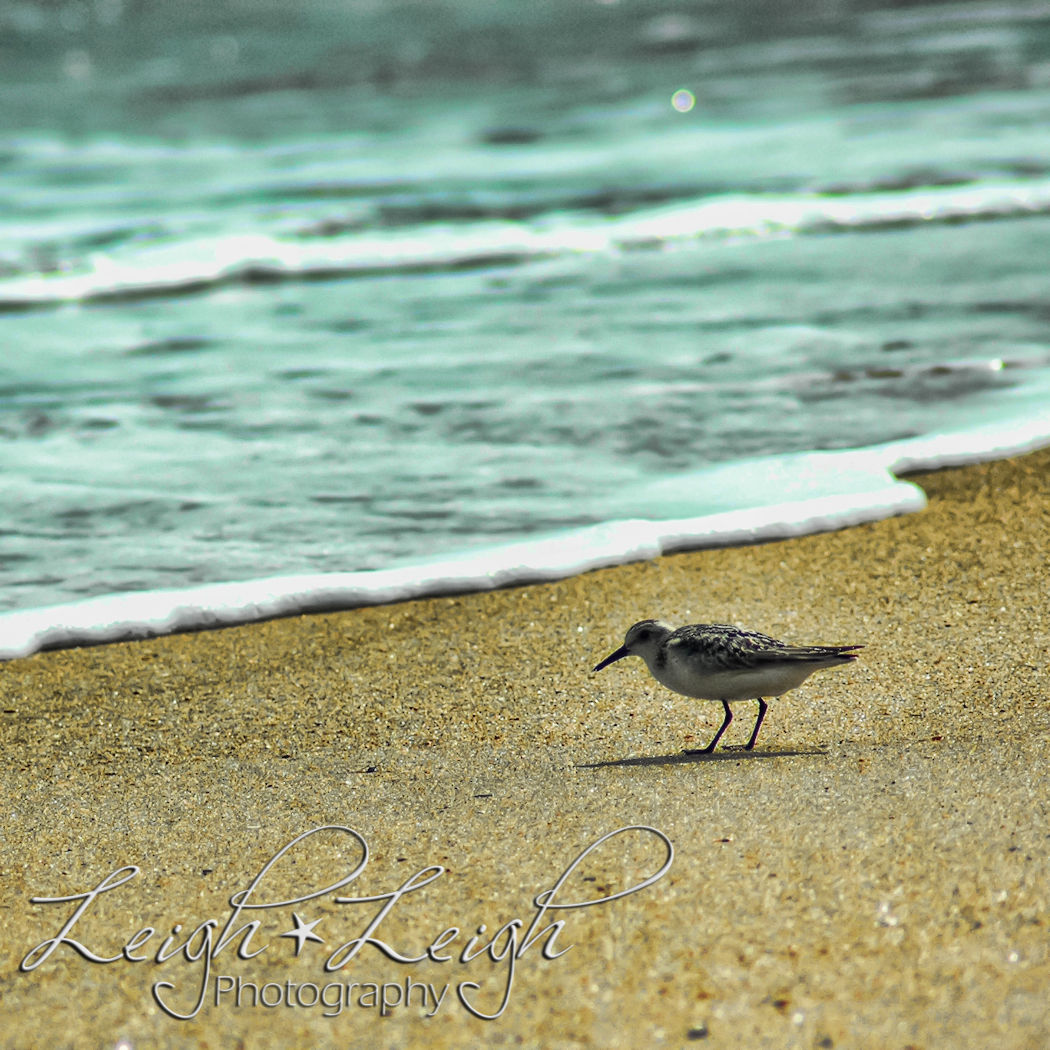 peep bird on beach