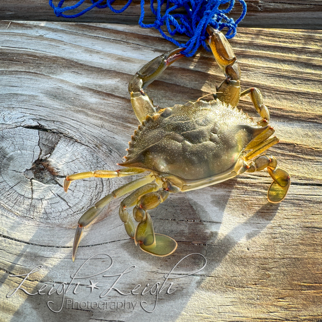 small blue crab on dock