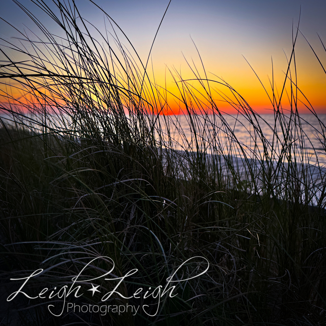 sea grass with sound and sunset in background