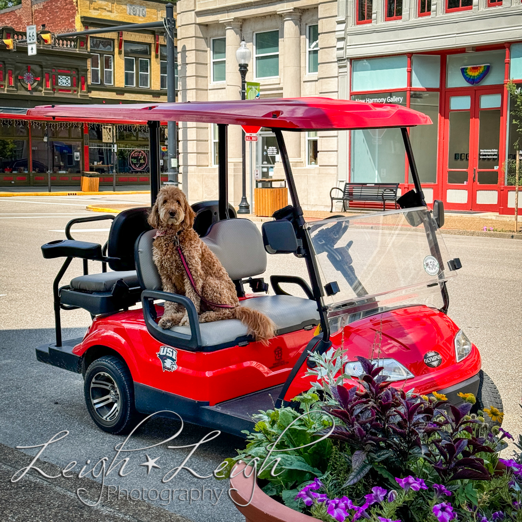 a dog sitting in a golf cart on Main Street, New Harmony, IN