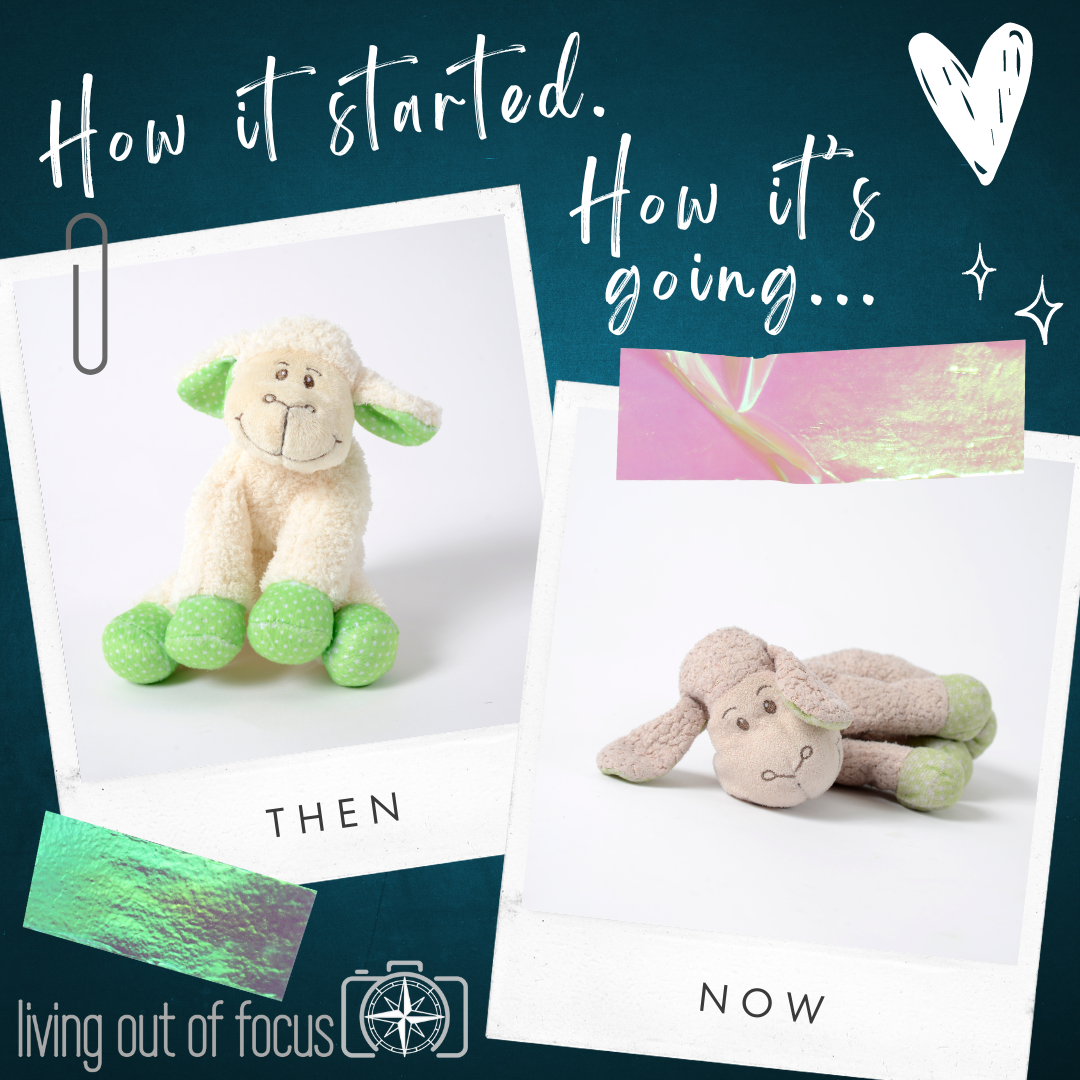 collage of two stuffed animals images titled: how it started vs how it's going