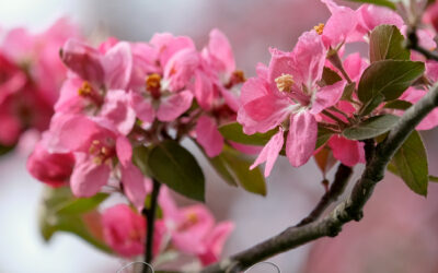 A Blossoming of Hope