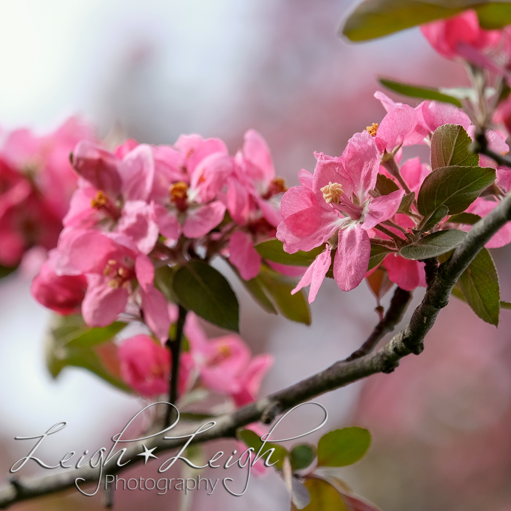 Pink flowers blossoming on a tree branch